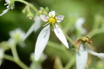 20150608　6月の花-2-ユキノシタ（雪の下）-2